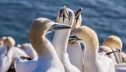 还是差点!张玉宁禁区弧顶远射中柱弹出,河南队逃过一劫