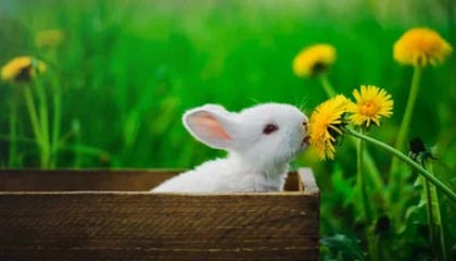 还是差点！张玉宁禁区弧顶远射中柱弹出，河南队逃过一劫